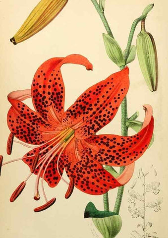 Reproducción/Reproduction 8287789519: The florist and pomologist.. London :""Journal of Horticulture"" Office,1863-1879.