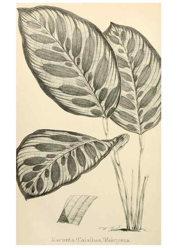 Reproducción/Reproduction 8287791329: The florist and pomologist.. London :""Journal of Horticulture"" Office,1863-1879.