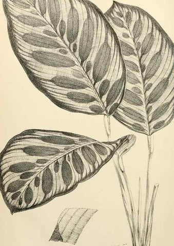 Reproducción/Reproduction 8287791329: The florist and pomologist.. London :""Journal of Horticulture"" Office,1863-1879.