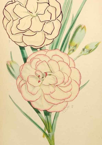 Reproducción/Reproduction 8288851044: The florist and pomologist.. London :""Journal of Horticulture"" Office,1863-1879.