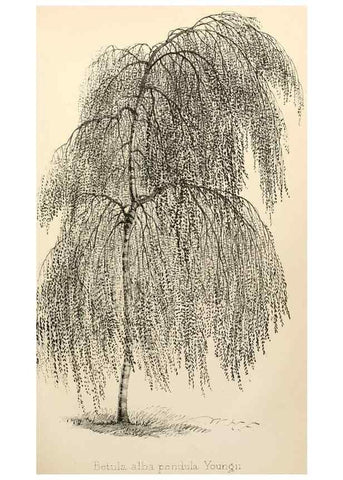 Reproducción/Reproduction 8287792917: The florist and pomologist.. London :""Journal of Horticulture"" Office,1863-1879.
