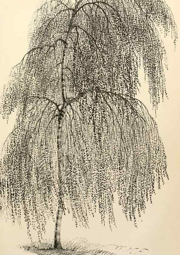 Reproducción/Reproduction 8287792917: The florist and pomologist.. London :""Journal of Horticulture"" Office,1863-1879.