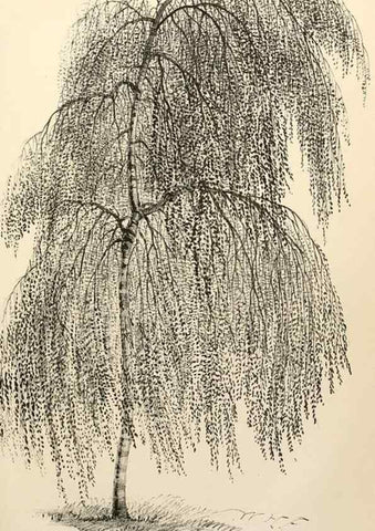 Reproducción/Reproduction 8287792917: The florist and pomologist.. London :""Journal of Horticulture"" Office,1863-1879.