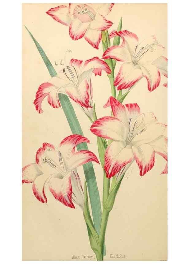 Reproducción/Reproduction 8287793607: The florist and pomologist.. London :""Journal of Horticulture"" Office,1863-1879.