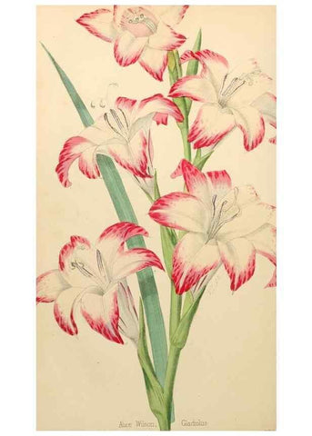 Reproducción/Reproduction 8287793607: The florist and pomologist.. London :""Journal of Horticulture"" Office,1863-1879.
