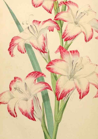 Reproducción/Reproduction 8287793607: The florist and pomologist.. London :""Journal of Horticulture"" Office,1863-1879.