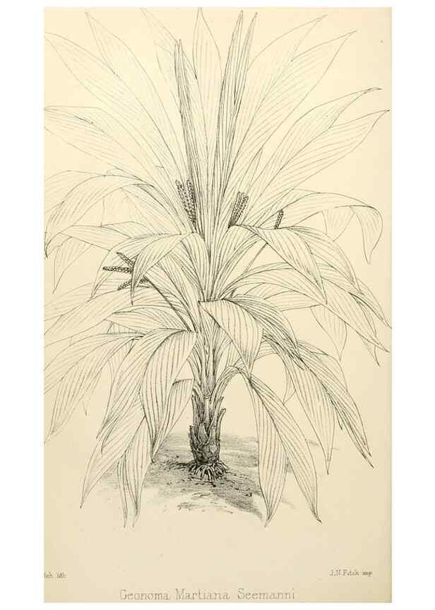 Reproducción/Reproduction 8288853790: The florist and pomologist.. London :""Journal of Horticulture"" Office,1863-1879.
