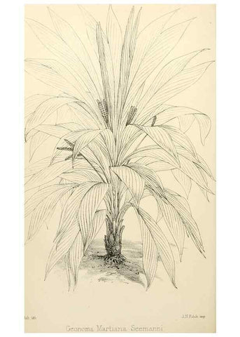 Reproducción/Reproduction 8288853790: The florist and pomologist.. London :""Journal of Horticulture"" Office,1863-1879.
