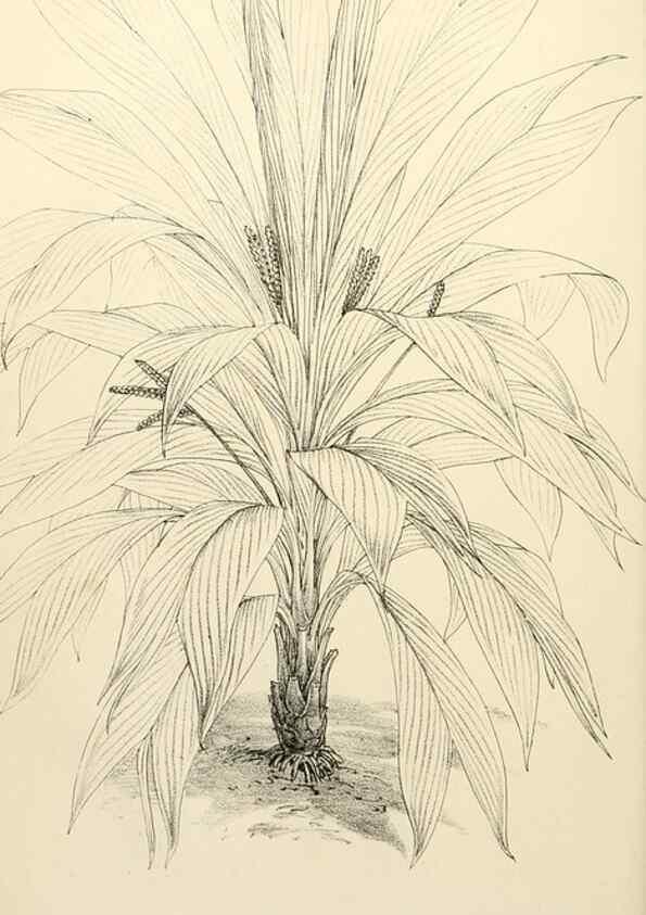 Reproducción/Reproduction 8288853790: The florist and pomologist.. London :""Journal of Horticulture"" Office,1863-1879.