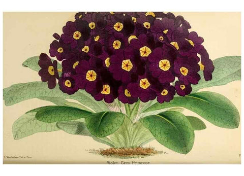 Reproducción/Reproduction 8288854506: The florist and pomologist.. London :""Journal of Horticulture"" Office,1863-1879.