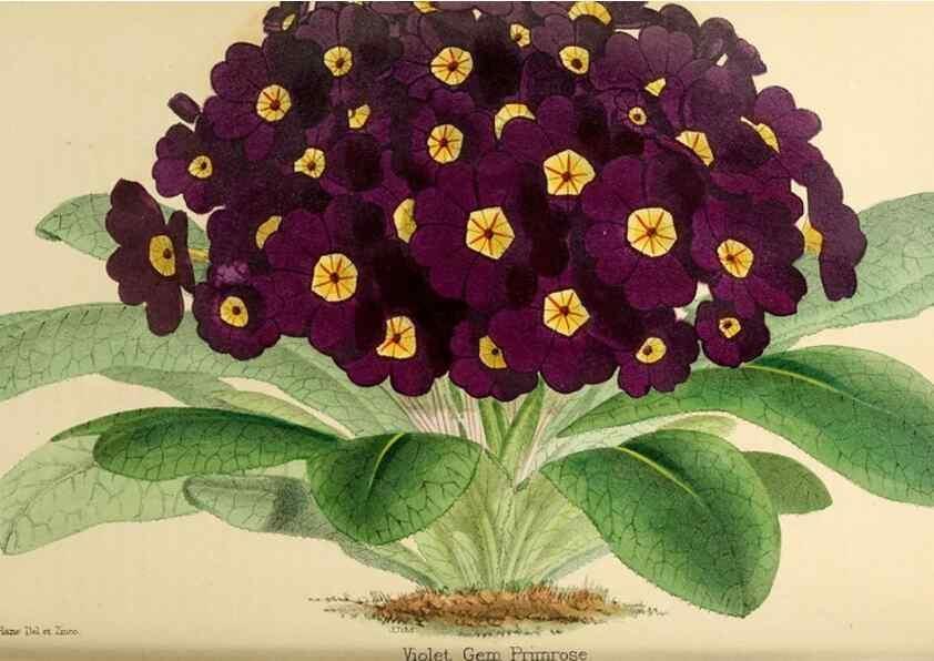 Reproducción/Reproduction 8288854506: The florist and pomologist.. London :""Journal of Horticulture"" Office,1863-1879.