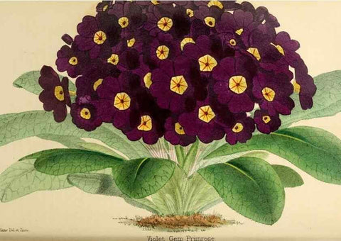 Reproducción/Reproduction 8288854506: The florist and pomologist.. London :""Journal of Horticulture"" Office,1863-1879.