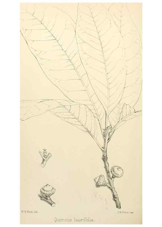 Reproducción/Reproduction 8287796345: The florist and pomologist.. London :""Journal of Horticulture"" Office,1863-1879.