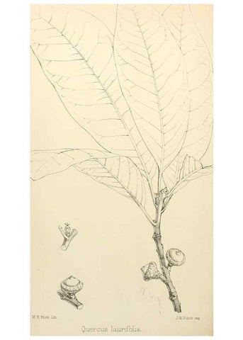 Reproducción/Reproduction 8287796345: The florist and pomologist.. London :""Journal of Horticulture"" Office,1863-1879.
