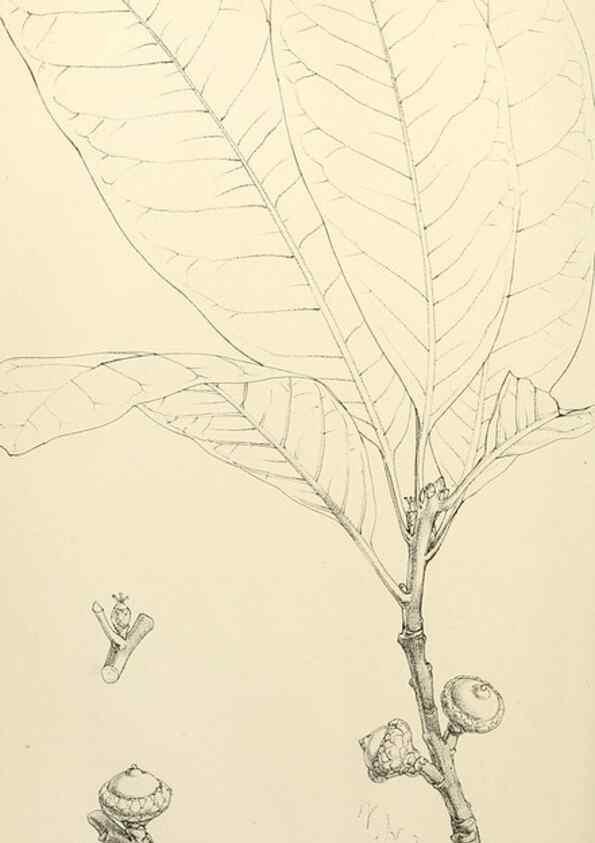 Reproducción/Reproduction 8287796345: The florist and pomologist.. London :""Journal of Horticulture"" Office,1863-1879.