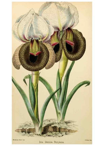 Reproducción/Reproduction 8287790211: The florist and pomologist.. London :""Journal of Horticulture"" Office,1863-1879.
