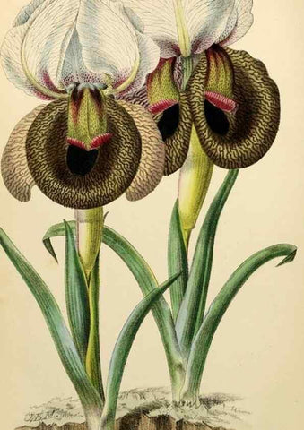Reproducción/Reproduction 8287790211: The florist and pomologist.. London :""Journal of Horticulture"" Office,1863-1879.
