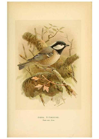 Reproducción/Reproduction 8291317044: Coloured figures of the birds of the British Islands / issued by Lord Lilford.. London :R. H. Porter,1885-1897.