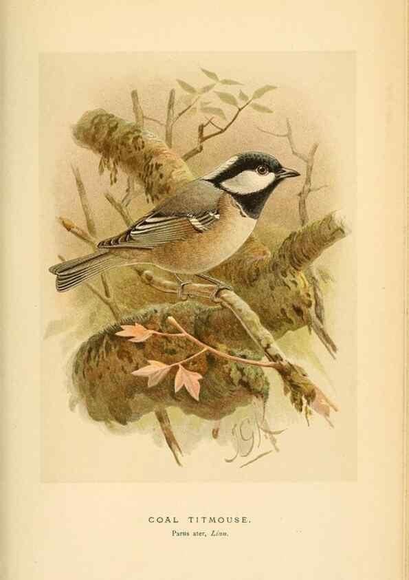 Reproducción/Reproduction 8291317044: Coloured figures of the birds of the British Islands / issued by Lord Lilford.. London :R. H. Porter,1885-1897.