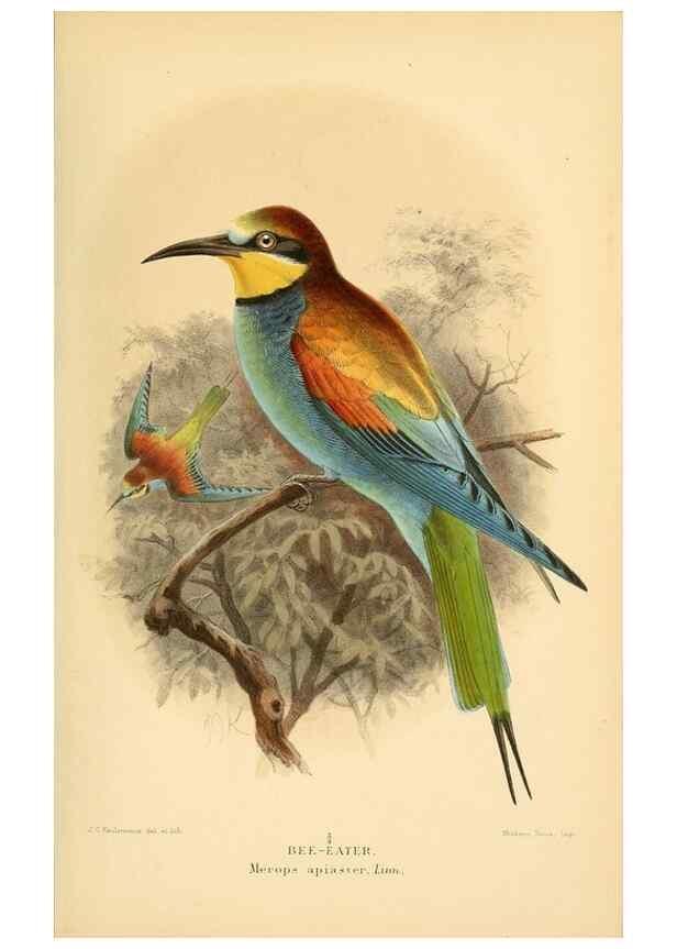 Reproducción/Reproduction 8291303168: Coloured figures of the birds of the British Islands / issued by Lord Lilford.. London :R. H. Porter,1885-1897.