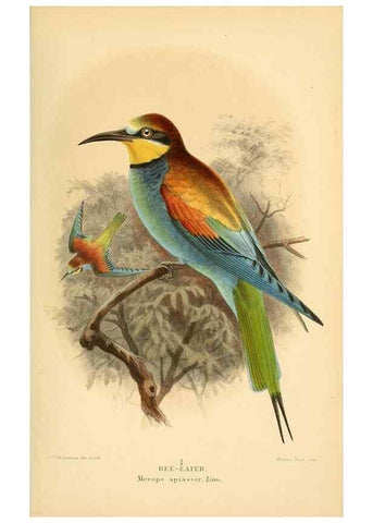 Reproducción/Reproduction 8291303168: Coloured figures of the birds of the British Islands / issued by Lord Lilford.. London :R. H. Porter,1885-1897.