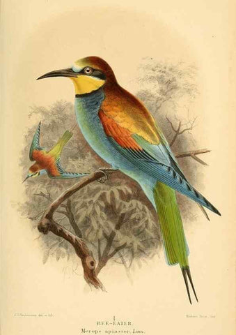 Reproducción/Reproduction 8291303168: Coloured figures of the birds of the British Islands / issued by Lord Lilford.. London :R. H. Porter,1885-1897.