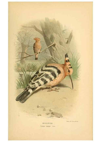 Reproducción/Reproduction 8291303926: Coloured figures of the birds of the British Islands / issued by Lord Lilford.. London :R. H. Porter,1885-1897.