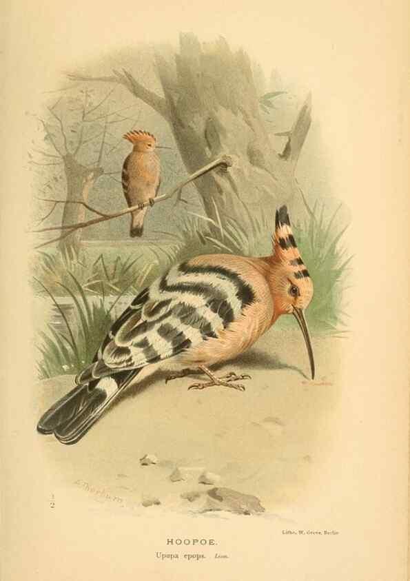 Reproducción/Reproduction 8291303926: Coloured figures of the birds of the British Islands / issued by Lord Lilford.. London :R. H. Porter,1885-1897.