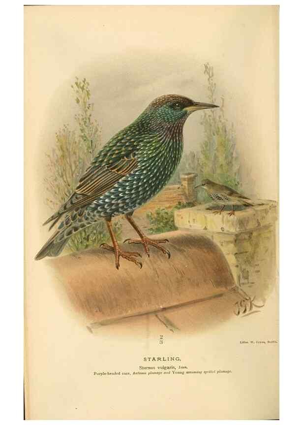 Reproducción/Reproduction 8291311364: Coloured figures of the birds of the British Islands / issued by Lord Lilford.. London :R. H. Porter,1885-1897.