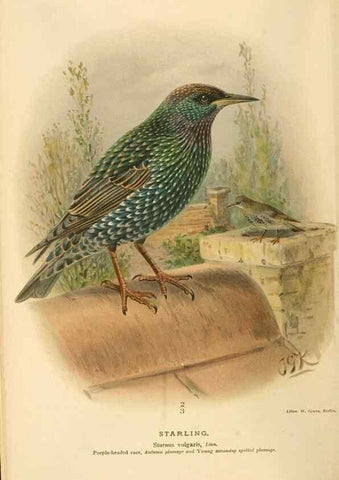 Reproducción/Reproduction 8291311364: Coloured figures of the birds of the British Islands / issued by Lord Lilford.. London :R. H. Porter,1885-1897.