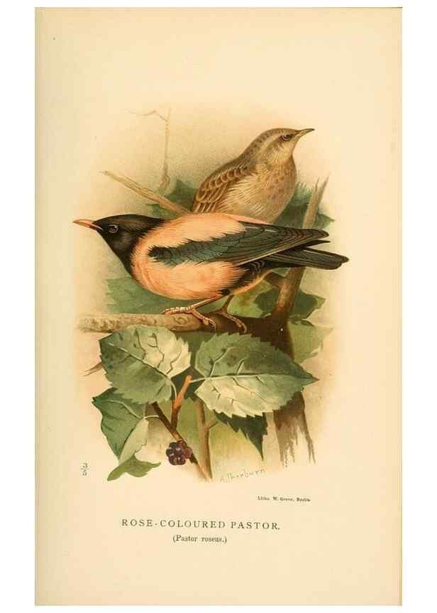 Reproducción/Reproduction 8291311706: Coloured figures of the birds of the British Islands / issued by Lord Lilford.. London :R. H. Porter,1885-1897.