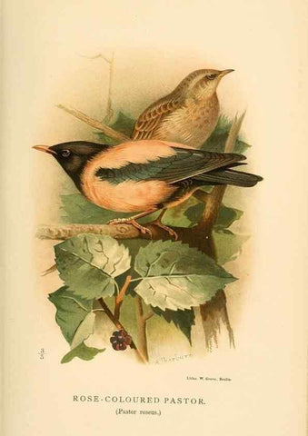 Reproducción/Reproduction 8291311706: Coloured figures of the birds of the British Islands / issued by Lord Lilford.. London :R. H. Porter,1885-1897.