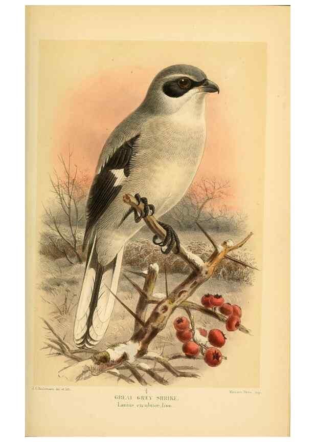 Reproducción/Reproduction 8291312192: Coloured figures of the birds of the British Islands / issued by Lord Lilford.. London :R. H. Porter,1885-1897.
