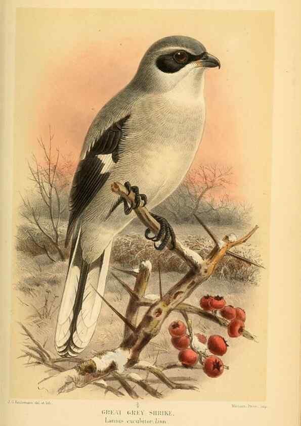 Reproducción/Reproduction 8291312192: Coloured figures of the birds of the British Islands / issued by Lord Lilford.. London :R. H. Porter,1885-1897.