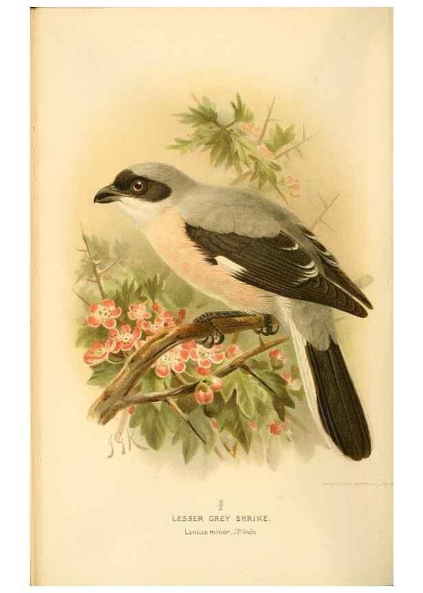 Reproducción/Reproduction 8290254025: Coloured figures of the birds of the British Islands / issued by Lord Lilford.. London :R. H. Porter,1885-1897.