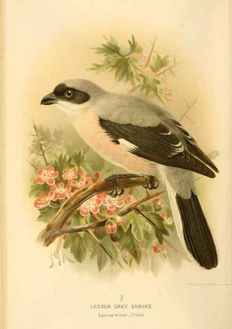 Reproducción/Reproduction 8290254025: Coloured figures of the birds of the British Islands / issued by Lord Lilford.. London :R. H. Porter,1885-1897.