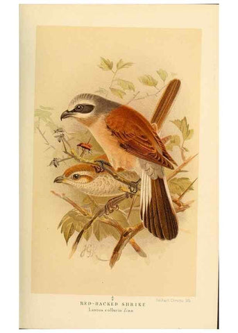 Reproducción/Reproduction 8290254377: Coloured figures of the birds of the British Islands / issued by Lord Lilford.. London :R. H. Porter,1885-1897.
