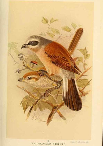 Reproducción/Reproduction 8290254377: Coloured figures of the birds of the British Islands / issued by Lord Lilford.. London :R. H. Porter,1885-1897.