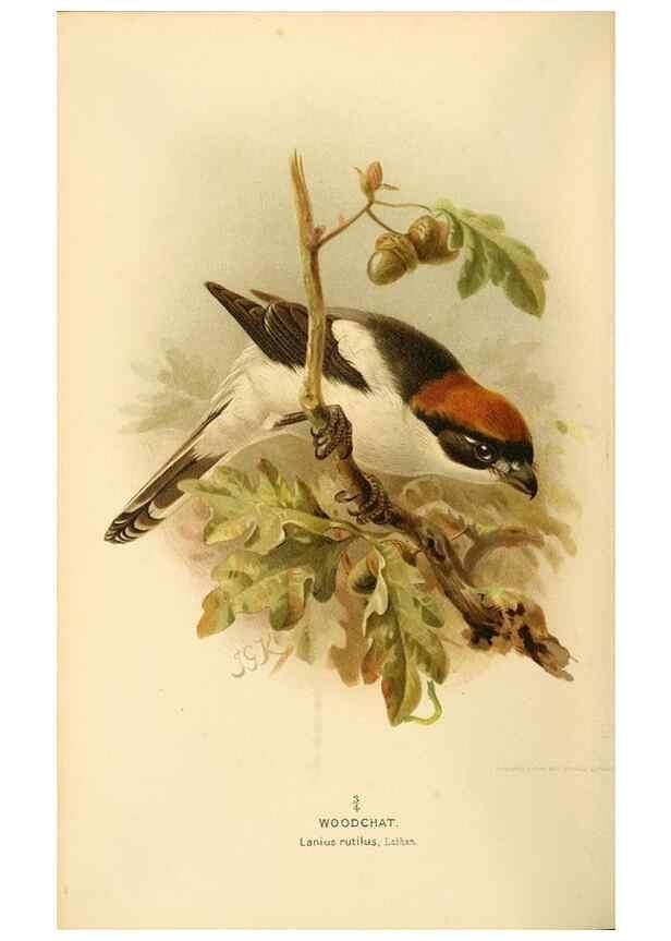 Reproducción/Reproduction 8291313154: Coloured figures of the birds of the British Islands / issued by Lord Lilford.. London :R. H. Porter,1885-1897.