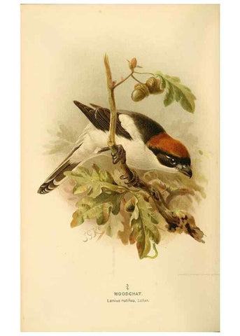 Reproducción/Reproduction 8291313154: Coloured figures of the birds of the British Islands / issued by Lord Lilford.. London :R. H. Porter,1885-1897.