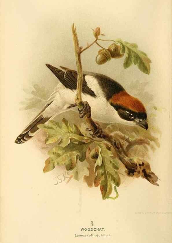 Reproducción/Reproduction 8291313154: Coloured figures of the birds of the British Islands / issued by Lord Lilford.. London :R. H. Porter,1885-1897.
