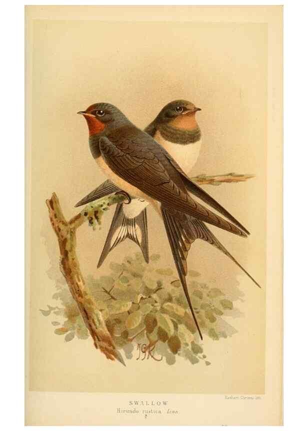 Reproducción/Reproduction 8291313496: Coloured figures of the birds of the British Islands / issued by Lord Lilford.. London :R. H. Porter,1885-1897.