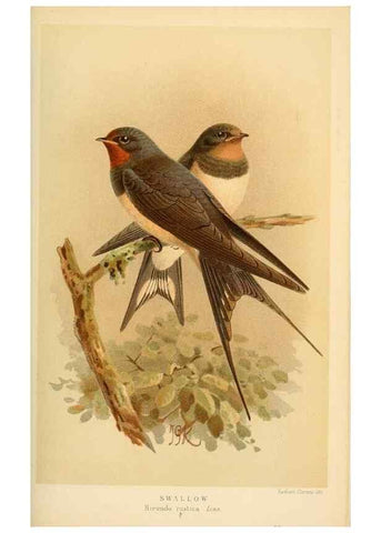 Reproducción/Reproduction 8291313496: Coloured figures of the birds of the British Islands / issued by Lord Lilford.. London :R. H. Porter,1885-1897.