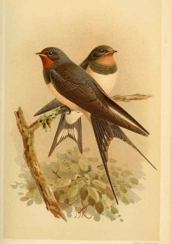 Reproducción/Reproduction 8291313496: Coloured figures of the birds of the British Islands / issued by Lord Lilford.. London :R. H. Porter,1885-1897.