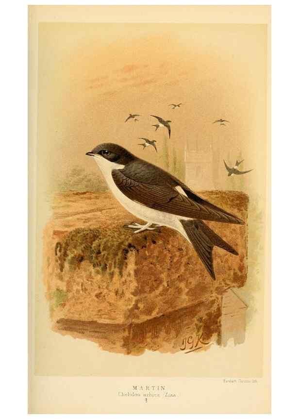 Reproducción/Reproduction 8291313820: Coloured figures of the birds of the British Islands / issued by Lord Lilford.. London :R. H. Porter,1885-1897.