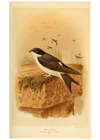 Reproducción/Reproduction 8291313820: Coloured figures of the birds of the British Islands / issued by Lord Lilford.. London :R. H. Porter,1885-1897.