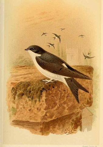 Reproducción/Reproduction 8291313820: Coloured figures of the birds of the British Islands / issued by Lord Lilford.. London :R. H. Porter,1885-1897.