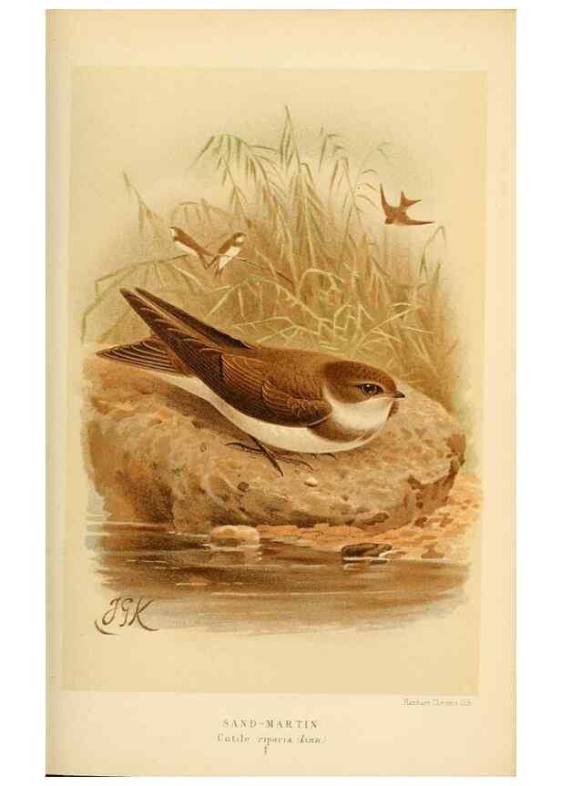 Reproducción/Reproduction 8290255703: Coloured figures of the birds of the British Islands / issued by Lord Lilford.. London :R. H. Porter,1885-1897.