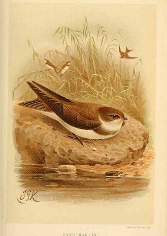 Reproducción/Reproduction 8290255703: Coloured figures of the birds of the British Islands / issued by Lord Lilford.. London :R. H. Porter,1885-1897.