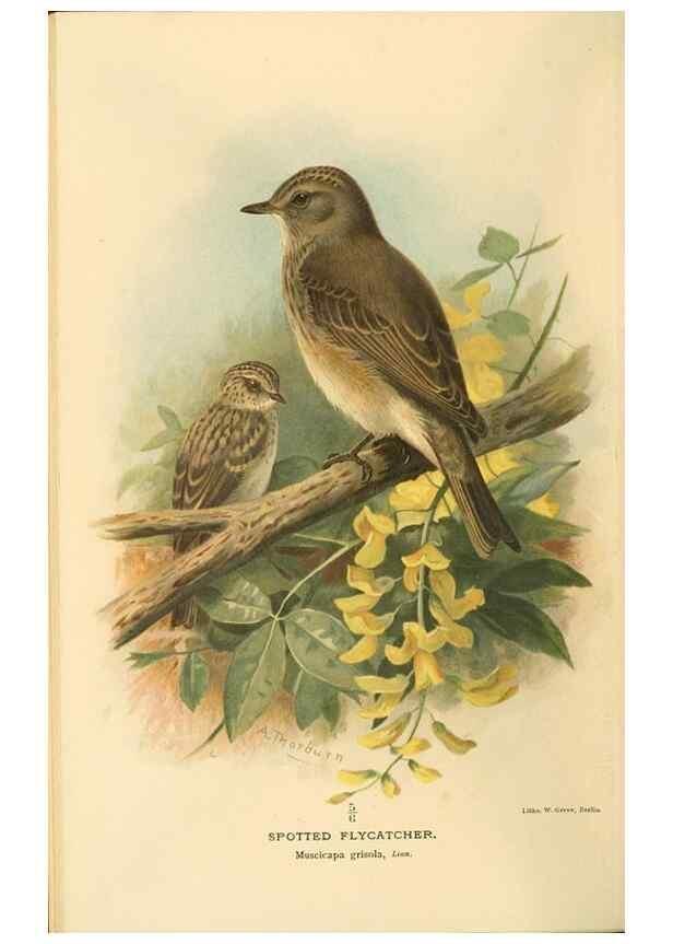 Reproducción/Reproduction 8290256035: Coloured figures of the birds of the British Islands / issued by Lord Lilford.. London :R. H. Porter,1885-1897.